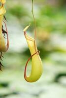 piégeage lanceur de une carnivore tropical plante nepenthes photo