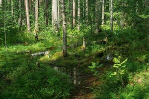 Naturel paysage avec eau fraiche marais forêt photo