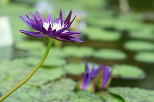 violet fleur de une tropical l'eau lis proche en haut photo