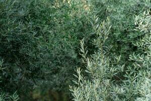 Naturel Contexte - olive bosquet, olive arbre branches dans le premier plan photo