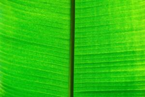 Naturel vert floral Contexte - texture de large feuilles de tropical plante photo