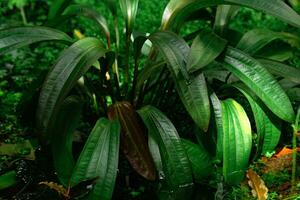 aquatique et le marais les plantes grandir dans l'eau photo