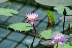 magnifique fleurs de exotique l'eau fleurs de lys croissance dans une serre photo