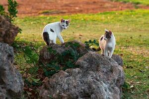 chatons parmi le rochers à le bord de le champ photo