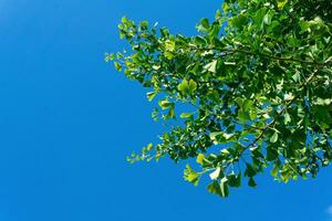 ginkgo arbre branches avec vert feuilles contre le bleu ciel photo