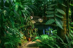 intérieur de ancien serre avec une ombragé bassin parmi tropical végétation photo