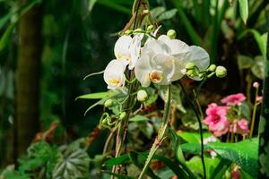 épanouissement blanc papillon de nuit orchidée parmi tropical végétation photo