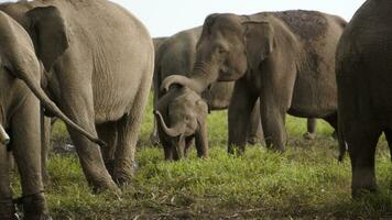 une troupeau de éléphants. cette est elephas maximus sumatranus à sumatra tropical pluie forêt photo