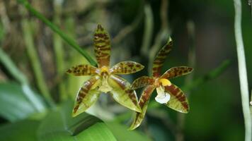 deux orchidées sont séance sur Haut de chaque autre photo