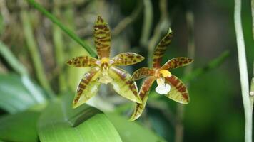 deux orchidées sont séance sur Haut de chaque autre photo