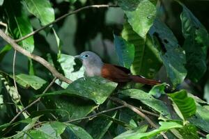 une petit marron et blanc oiseau séance sur une branche photo