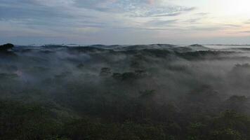 la biodiversité de sumatra forêt tropicale photo