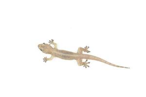 asiatique maison Lézard, hémidactyle gecko isolé sur blanc Contexte photo