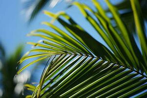 ai généré proche en haut de une paume arbre feuille avec une bleu ciel dans le Contexte photo