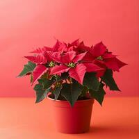 ai généré image de poinsettia fleur sur isolé plaine Contexte photo