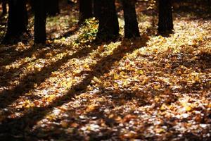 le sol est parsemé de feuilles d'érable jaunes