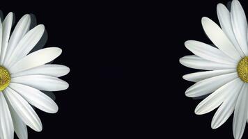 camomille sur noir Contexte. animation de abstrait camomille fleur flottant sur isolé noir Contexte. floral animation de clair et réaliste graphique photo