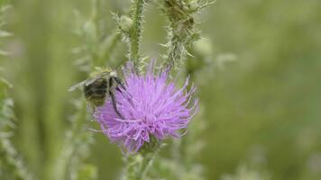 une abeille collecte nectar de violet cosmos fleur, macro photo