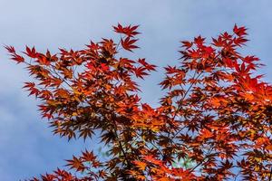 les branches et les feuilles de l'érable rouge du Canada. photo