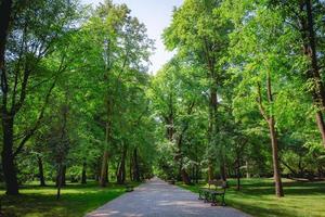 belle ruelle avec des arbres verts dans le parc lazienki à varsovie pologne photo