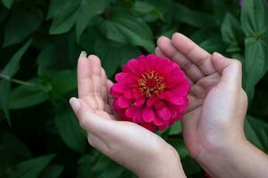 fleur de gerbera dans le jardin, le nom scientifique est gerbera jamesoni photo