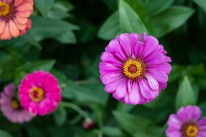 fleur de gerbera dans le jardin, le nom scientifique est gerbera jamesonii