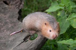 rat-taupe ou grand rat en bambou dans le jardin photo