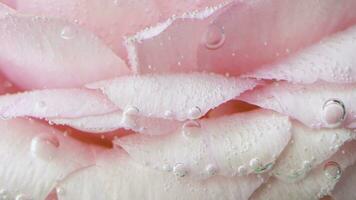 proche en haut de une Rose bourgeon sous-marin couvert par minuscule air bulles. Stock images. floral Contexte de une lumière rose Rose. photo
