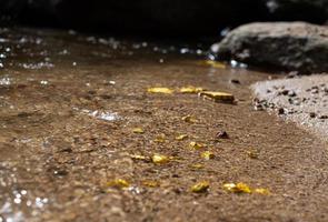 minerai de pépite d'or pur trouvé dans la mine avec des sources sous-marines naturelles photo