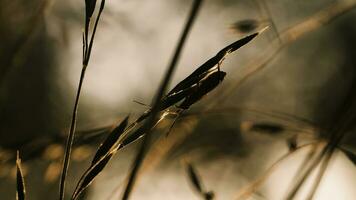 une scarabée dans le herbe. créatif. une scarabée dans sec herbe dans macro la photographie rampe le long de une tige de tranchant herbe . photo