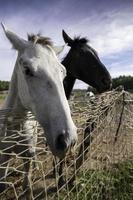 chevaux mangeant à la ferme photo
