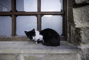 chat abandonné dans une fenêtre photo