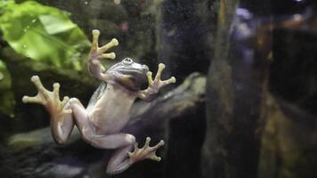 tropical vert grenouille dans un aquarium. proche en haut sous-marin de un africain grenouille. grenouille coincé à le verre dans le aquarium photo