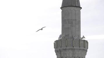 mouette en volant au dessus bâtiment hauts vers pierre la tour. action. oiseau en volant dans le nuageux ciel. photo