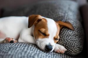 ai généré mignonne jack Russell chien terrier chiot en train de dormir sur gris oreiller photo