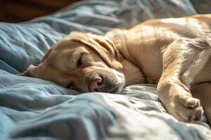 ai généré Labrador retriever en train de dormir sur le matelas photo