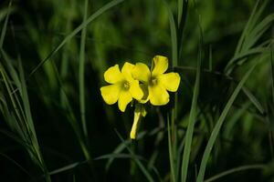 Jaune Bermudes renoncule fleurs épanouissement dans le ensoleillement photo