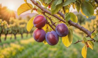 ai généré mûr prunes sur une arbre branche dans le jardin à le coucher du soleil photo