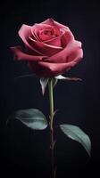ai généré une Célibataire rouge Rose est montré contre une noir Contexte photo