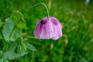 violet coquelicots avec gouttes de pluie sur vert herbe Contexte. fermer. photo