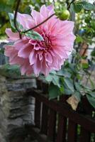 rose dahlia fleur dans le jardin. sélectif se concentrer. photo