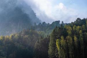 montagne de thé et forêt dans le brouillard du matin photo