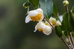 fleurs d'arbre à thé sous la pluie, pétales avec des gouttes de pluie photo