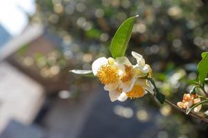 sous le soleil, des fleurs de thé aux pétales blancs et aux noyaux de fleurs jaunes se trouvent dans la forêt de thé sauvage photo
