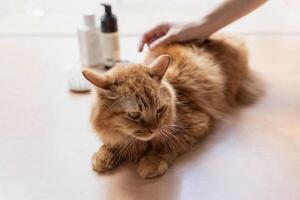 proche en haut gingembre chat prendre une sec douche en utilisant mousse à nettoyer avec femmes pour le bien santé de votre animal de compagnie photo