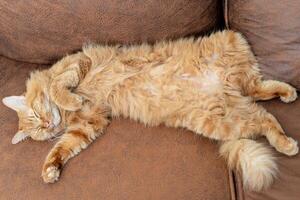 marrant gingembre chat en train de dormir à Accueil sur le marron canapé le Haut vue de rouge chat sur sommeil temps photo