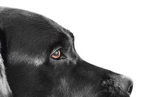 Labrador retriever proche en haut sur blanc Contexte isoler. animal de compagnie adulte chien studio photo. photo