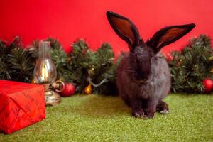 noir lapin symbole 2023 chinois calendrier, Nouveau année salutation, Noël carte, copie espace pour texte, rouge Contexte. magnifique lièvre sur bannière, décoré Noël arbre. des balles. photo