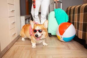 flou chien en train de préparer pour vacances, emballage choses, valise, cool marrant corgi dans des lunettes de soleil, rose gilet pour natation. gonflable balle, été, tour à chaud des pays, Voyage avec animal. photo