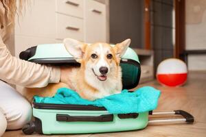 femme met corgi chien, chiot, dans valise. préparation pour voyage, arrivée à hôtel, aventure, visite, tourisme. l'amour et se soucier pour animaux domestiques, transport de animaux. portrait. photo